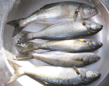 Torta de Peixe e Abobrinha